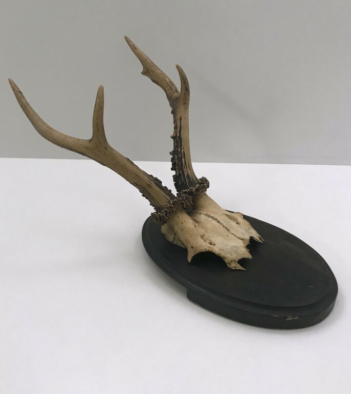 POROŻE NA PODSTAWIE DREWNIANEJ 18CM
