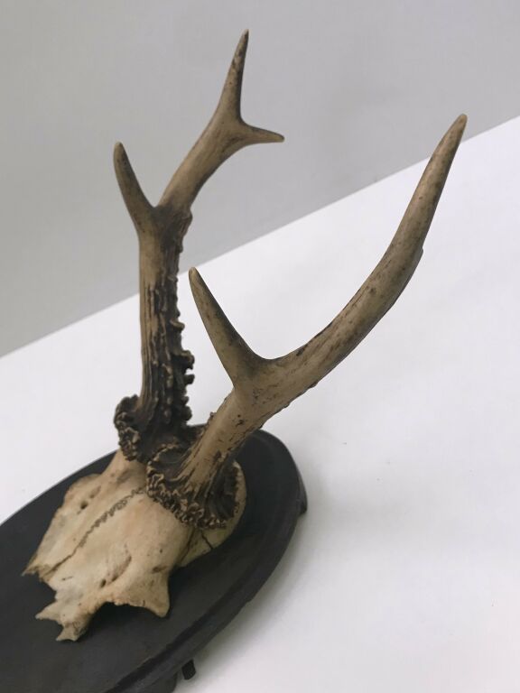 POROŻE NA PODSTAWIE DREWNIANEJ 18CM