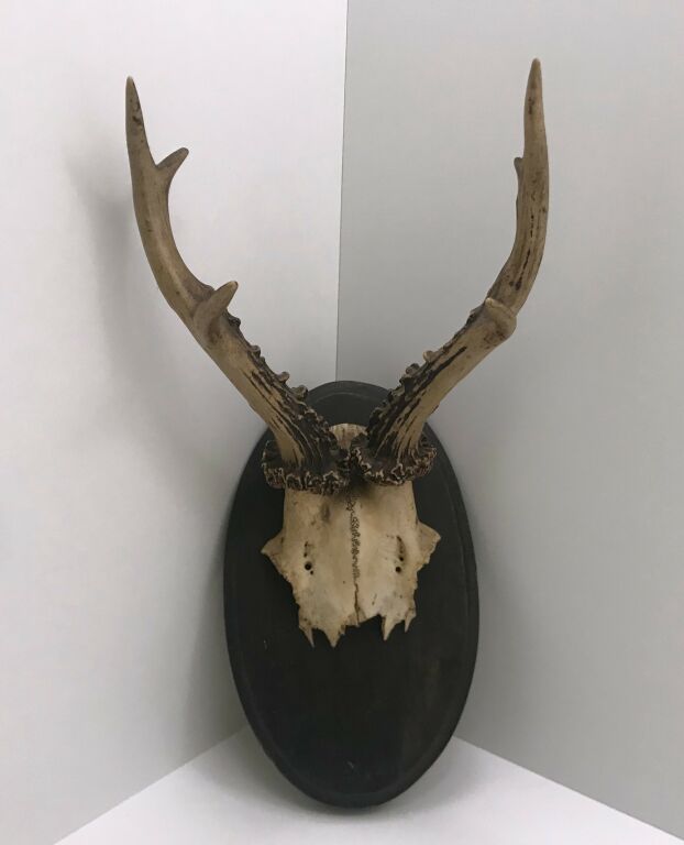 POROŻE NA PODSTAWIE DREWNIANEJ 18CM