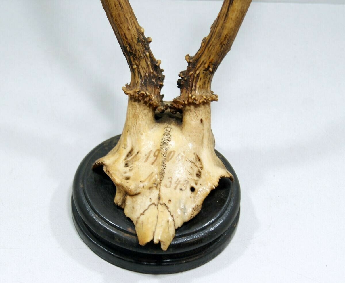 poroze-jelenia-z-czaszka-stan-uzywany