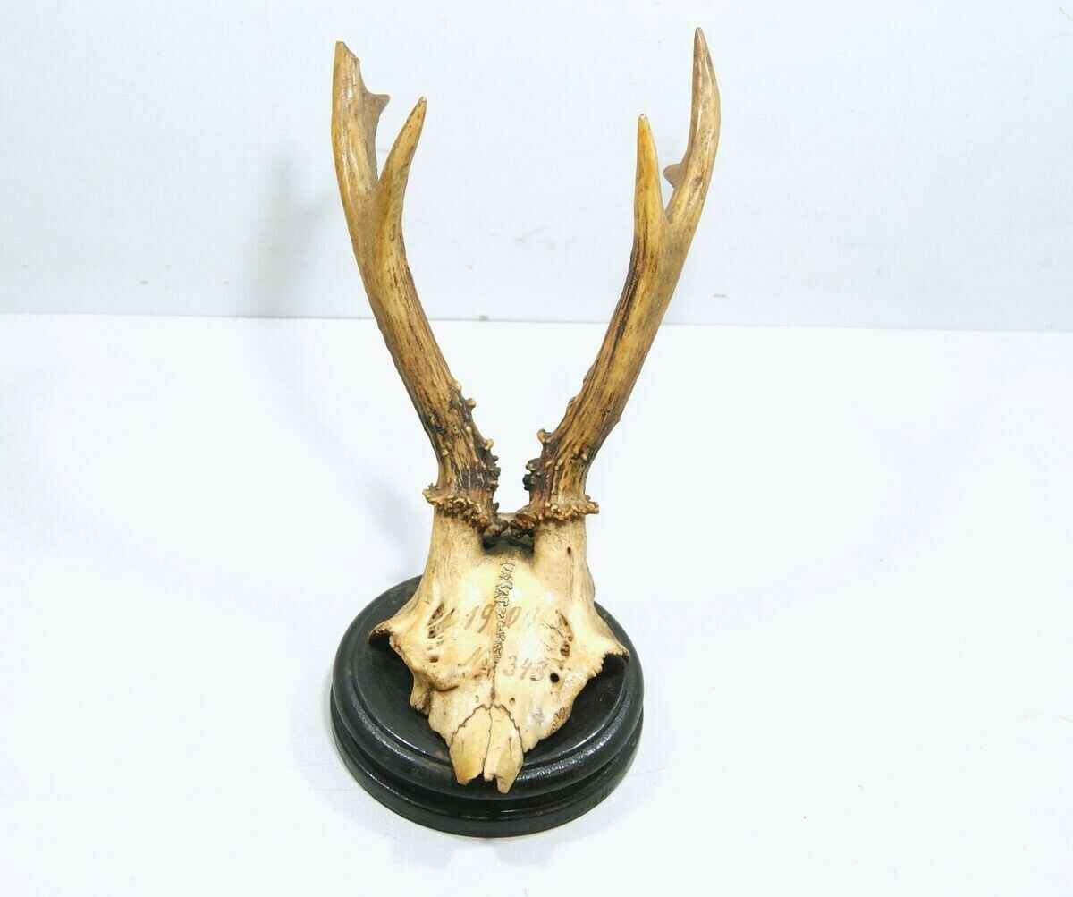 poroze-jelenia-z-czaszka-zamkowa-4-ostrzeszow