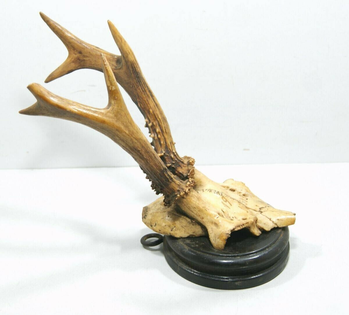 poroze-jelenia-z-czaszka-rodzaj-poroze-z-czaszka