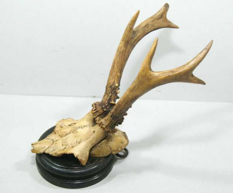 poroze-jelenia-z-czaszka-zamkowa-4-ostrzeszow