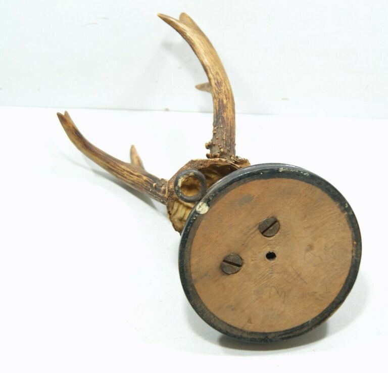 poroze-jelenia-z-czaszka-stan-uzywany