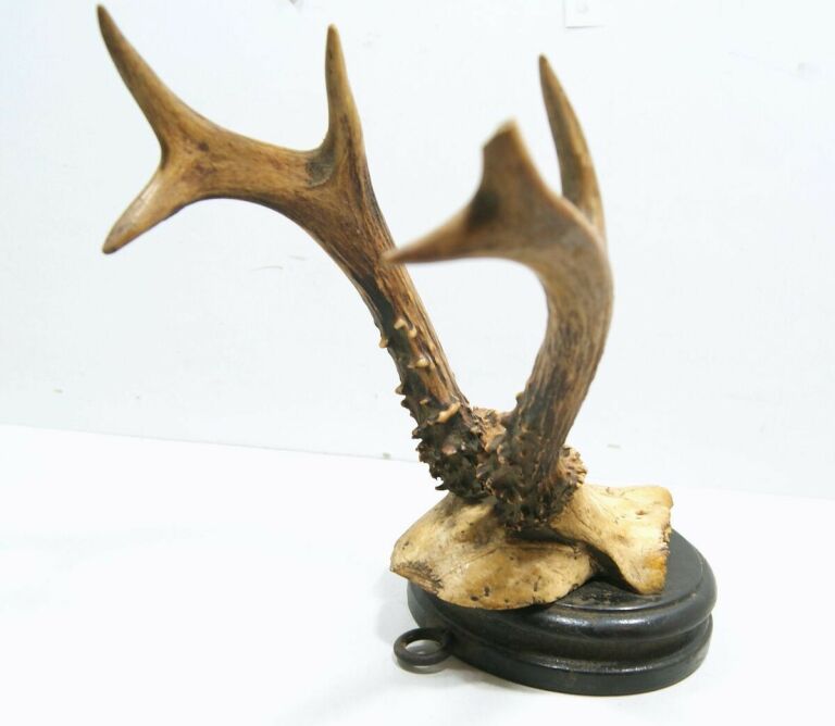 poroze-jelenia-z-czaszka-zamkowa-4-ostrzeszow