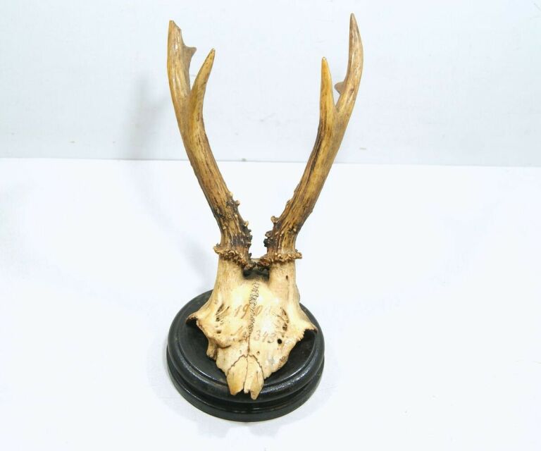 poroze-jelenia-z-czaszka-zamkowa-4-ostrzeszow