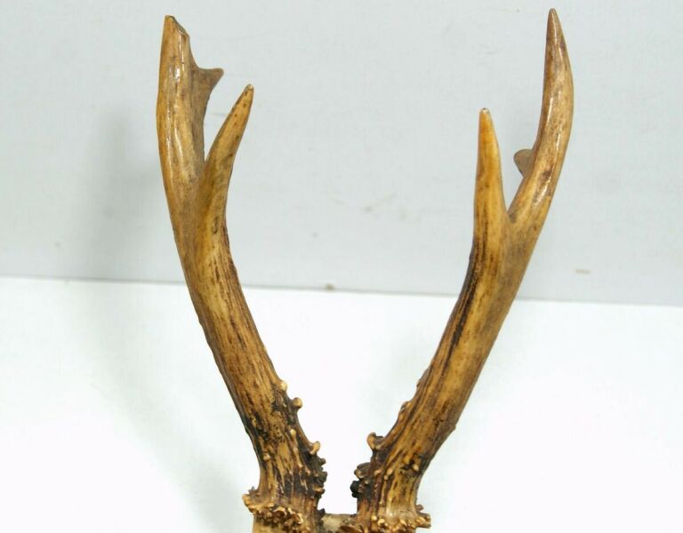 poroze-jelenia-z-czaszka-rodzaj-poroze-z-czaszka