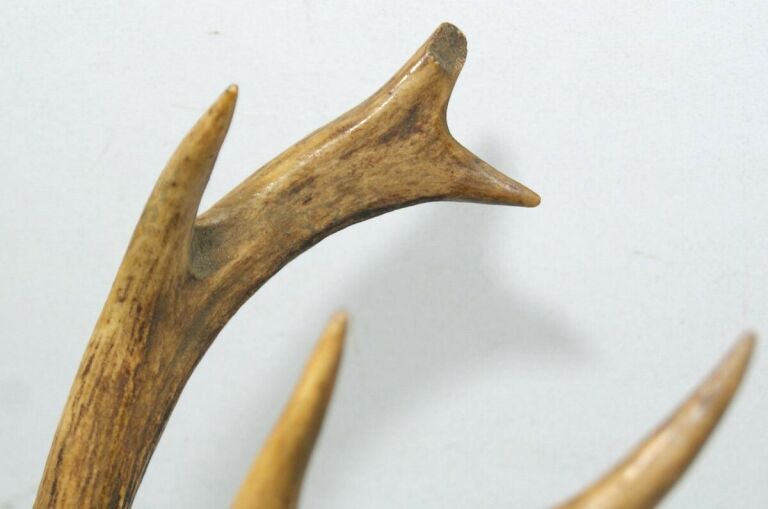 poroze-jelenia-z-czaszka-stan-uzywany