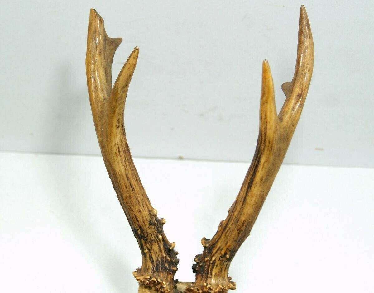 poroze-jelenia-z-czaszka-rodzaj-poroze-z-czaszka