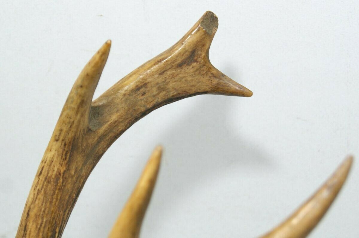 poroze-jelenia-z-czaszka-stan-uzywany