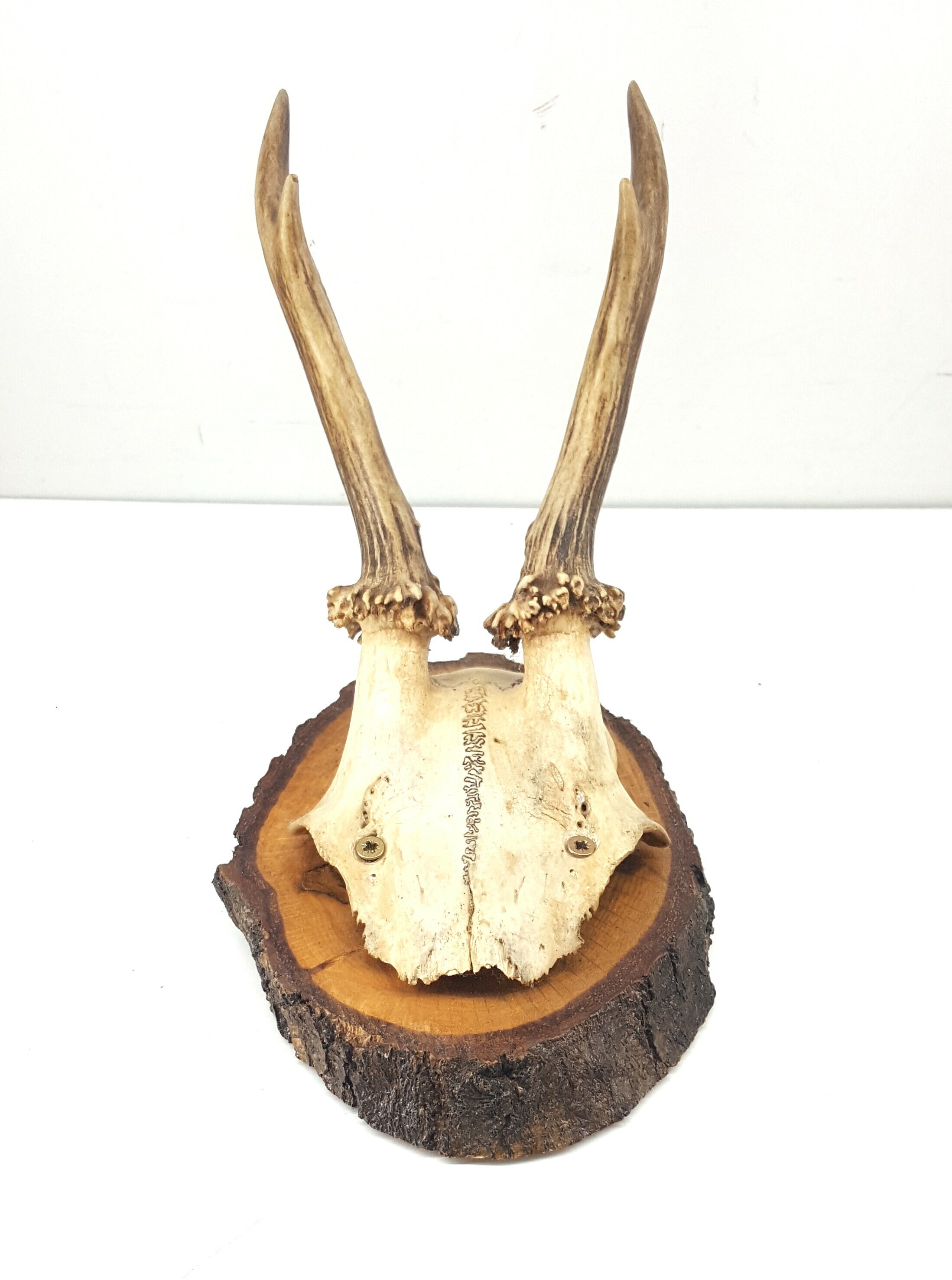 poroze-koziolka-rodzaj-poroze-z-czaszka