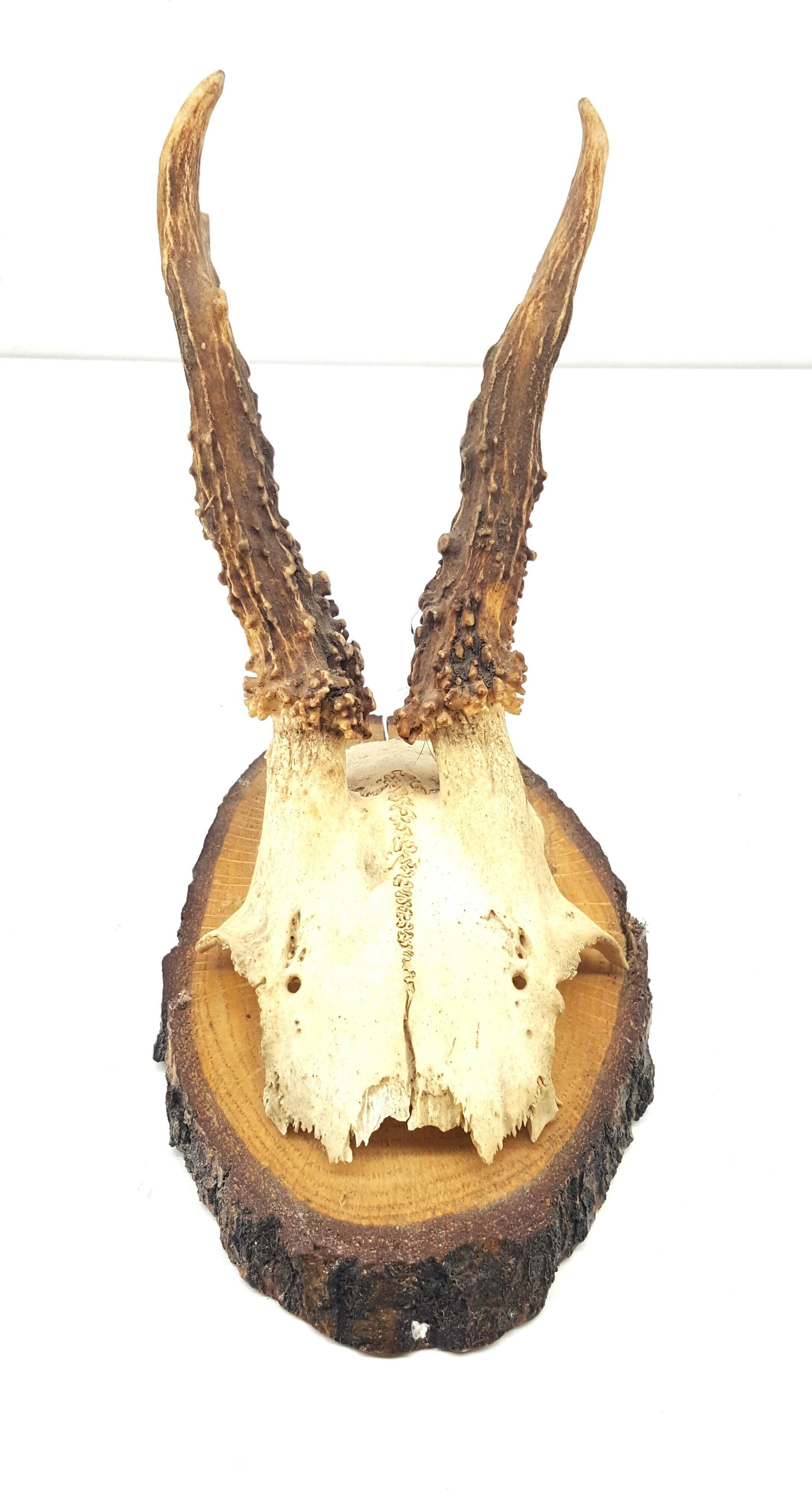 poroze-koziolka-wp-5e-belchatow-mk