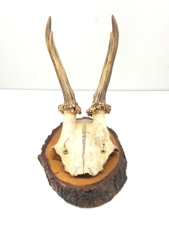 poroze-koziolka-rodzaj-poroze-z-czaszka