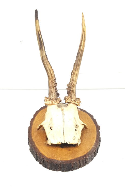 poroze-koziolka-stan-uzywany