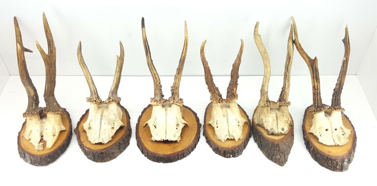 poroze-koziolka-wp-5e-belchatow-mk