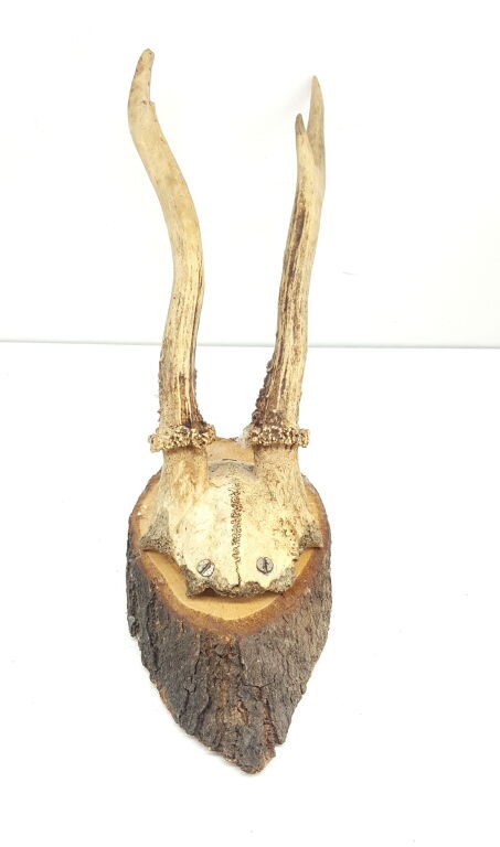 poroze-koziolka-rodzaj-poroze-z-czaszka