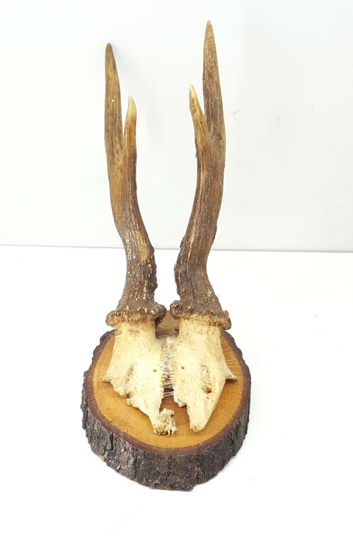 poroze-koziolka-stan-uzywany