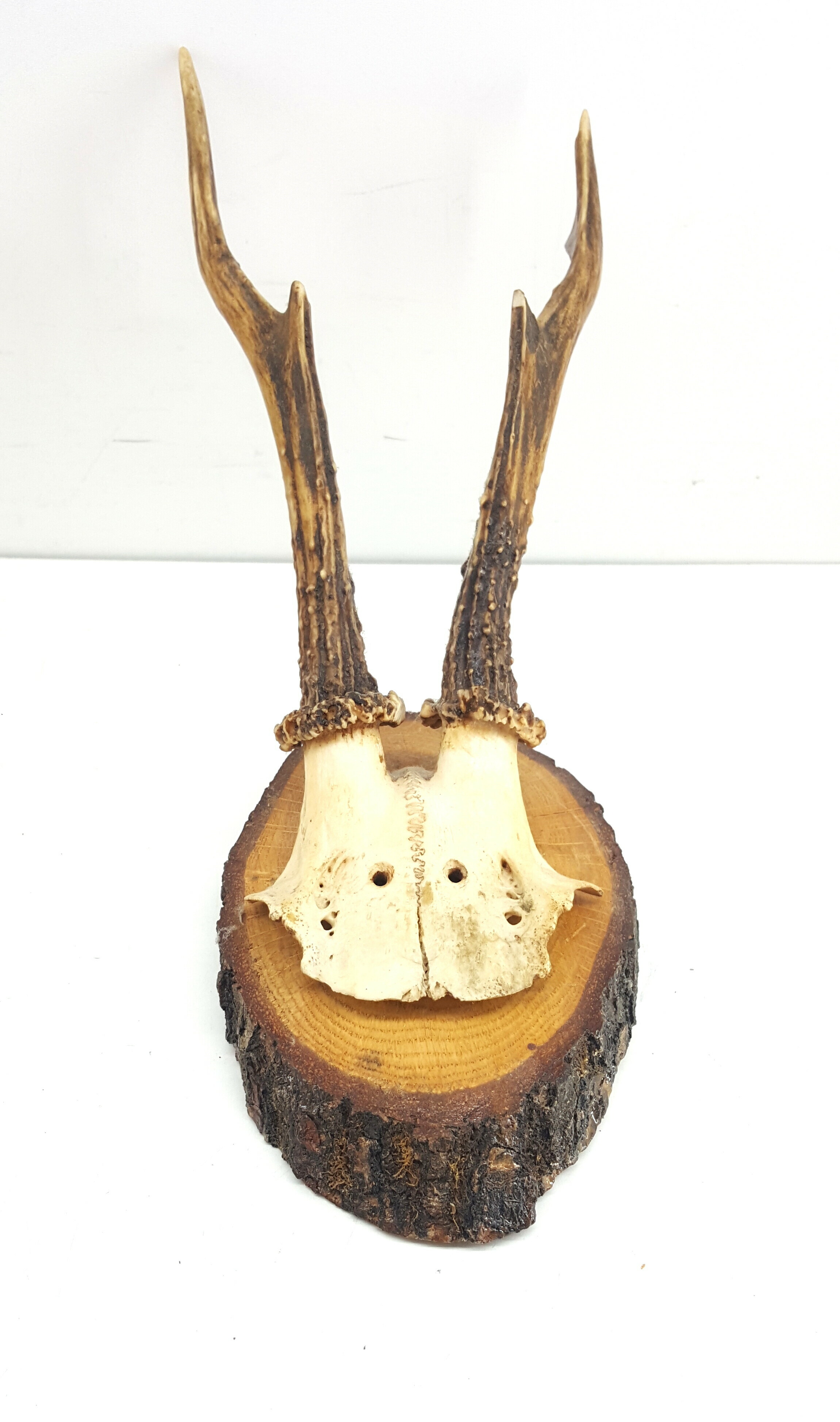 poroze-koziolka-wp-5e-belchatow-mk