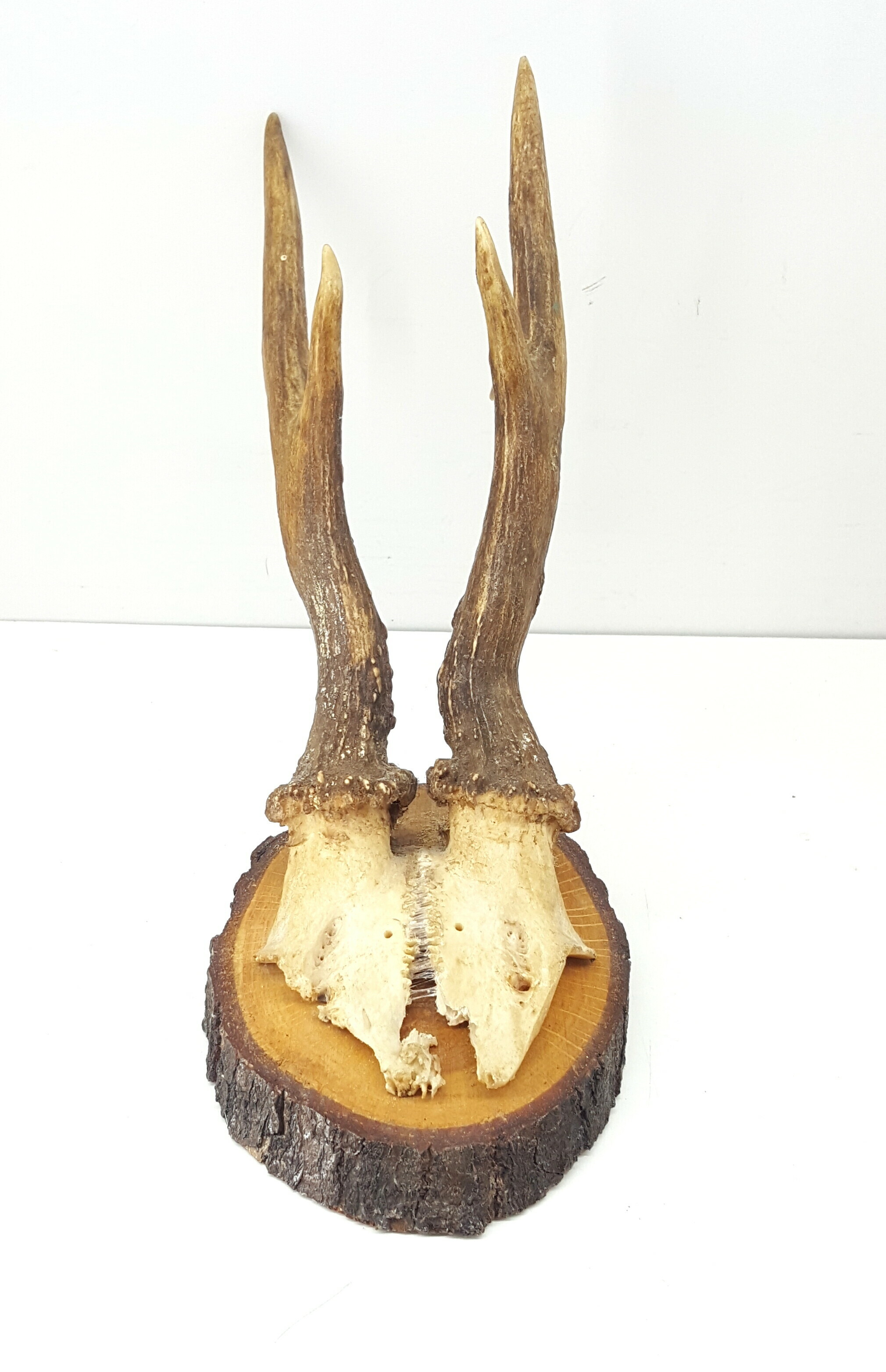 poroze-koziolka-stan-uzywany