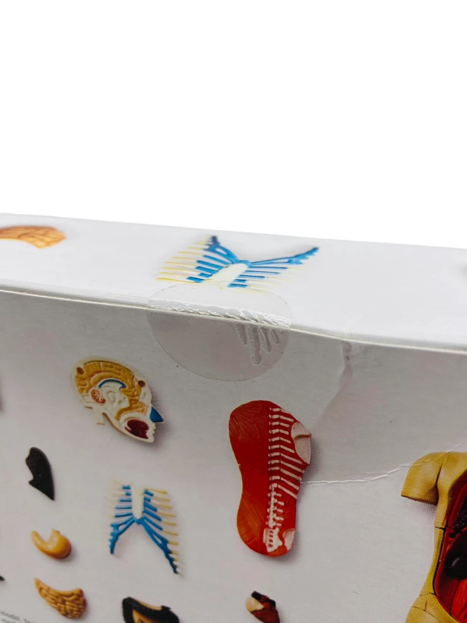 model-anatomiczny-3d-tulow-flying-tiger-rodzaj-produktu-zestaw