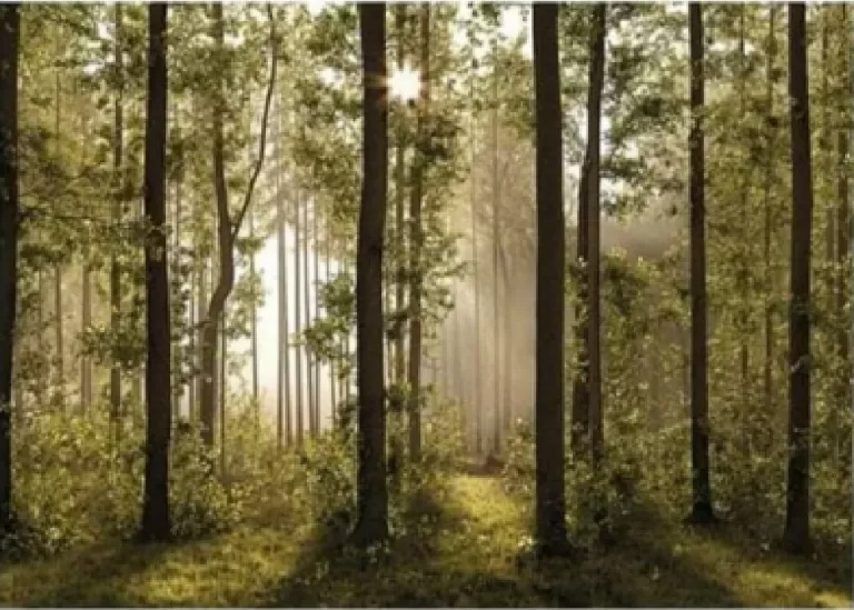 fototapeta-las-drzewa-rosliny-gotowa-360-x-255-cm-wyszynskiego-38d-sj-zielona-gora