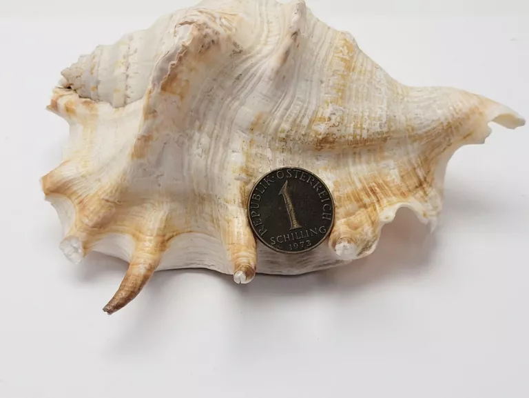 moneta-1-schilling-1973-austria-okres-250414-1919118
