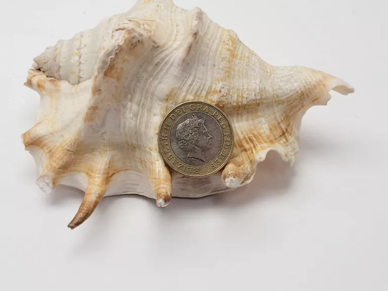 moneta-2-funty-z-1998-r-elzbieta-ii-wroclawska-6-opole-sj