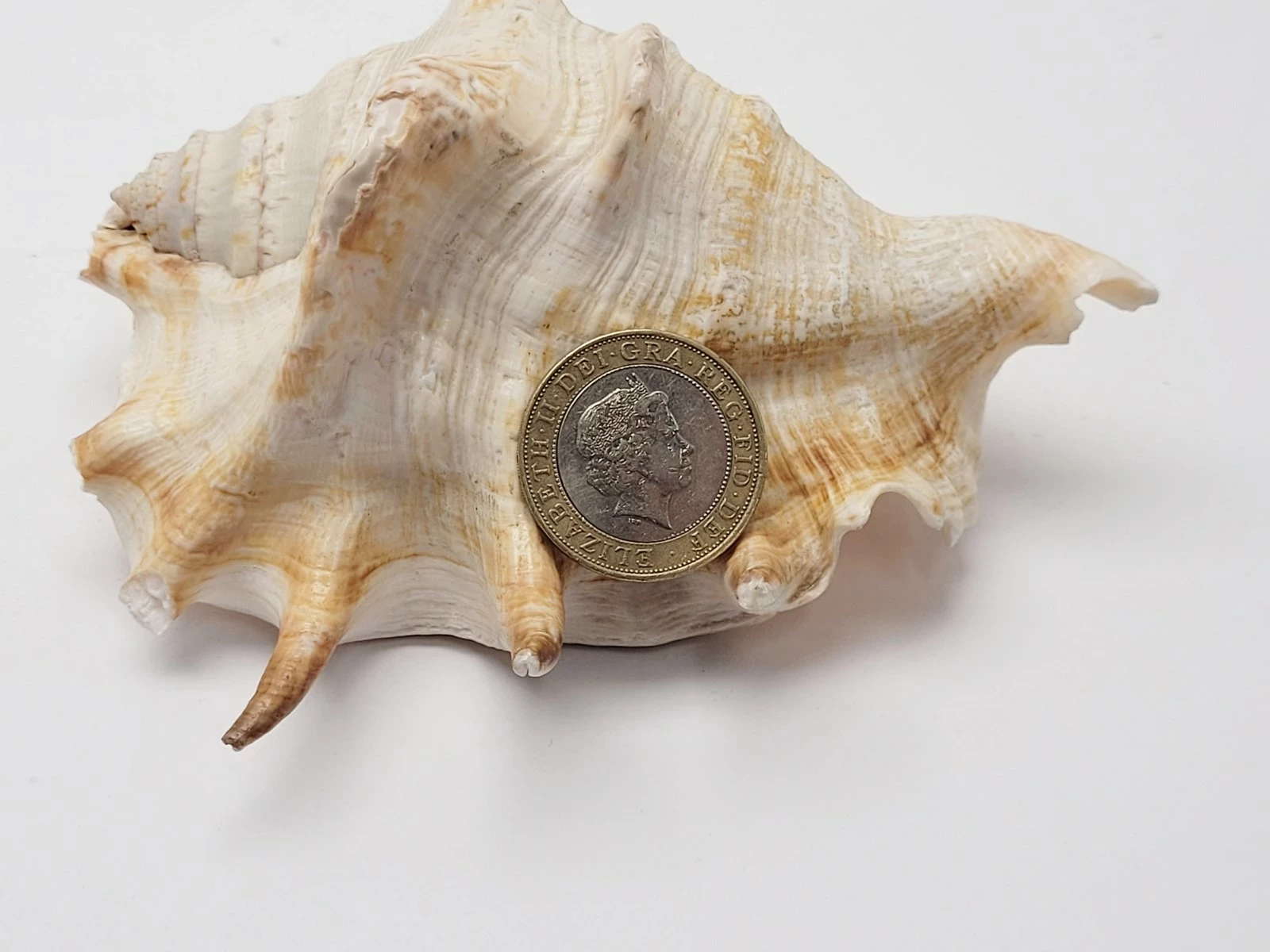 moneta-2-funty-z-1998-r-elzbieta-ii-wroclawska-6-opole-sj