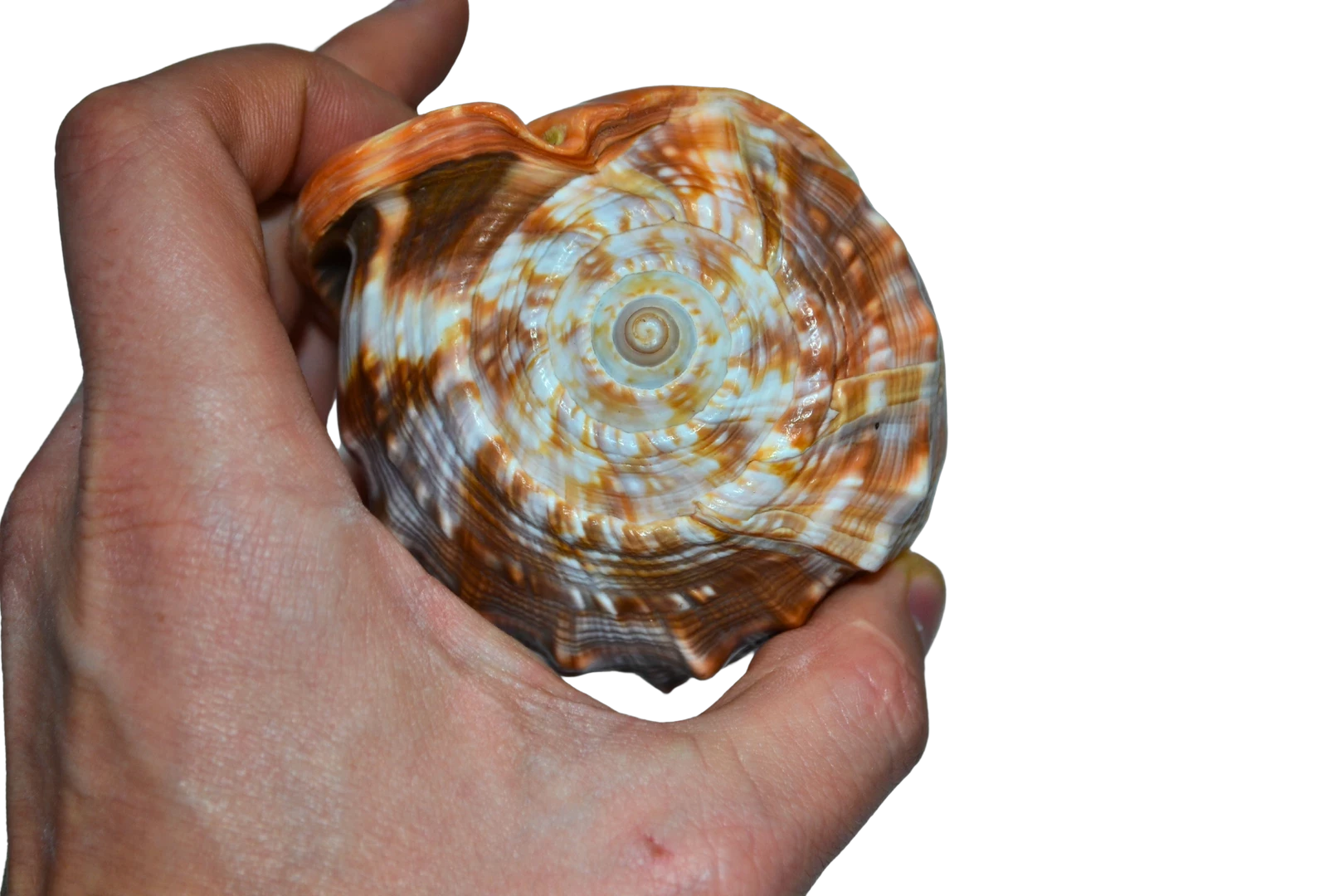 sd