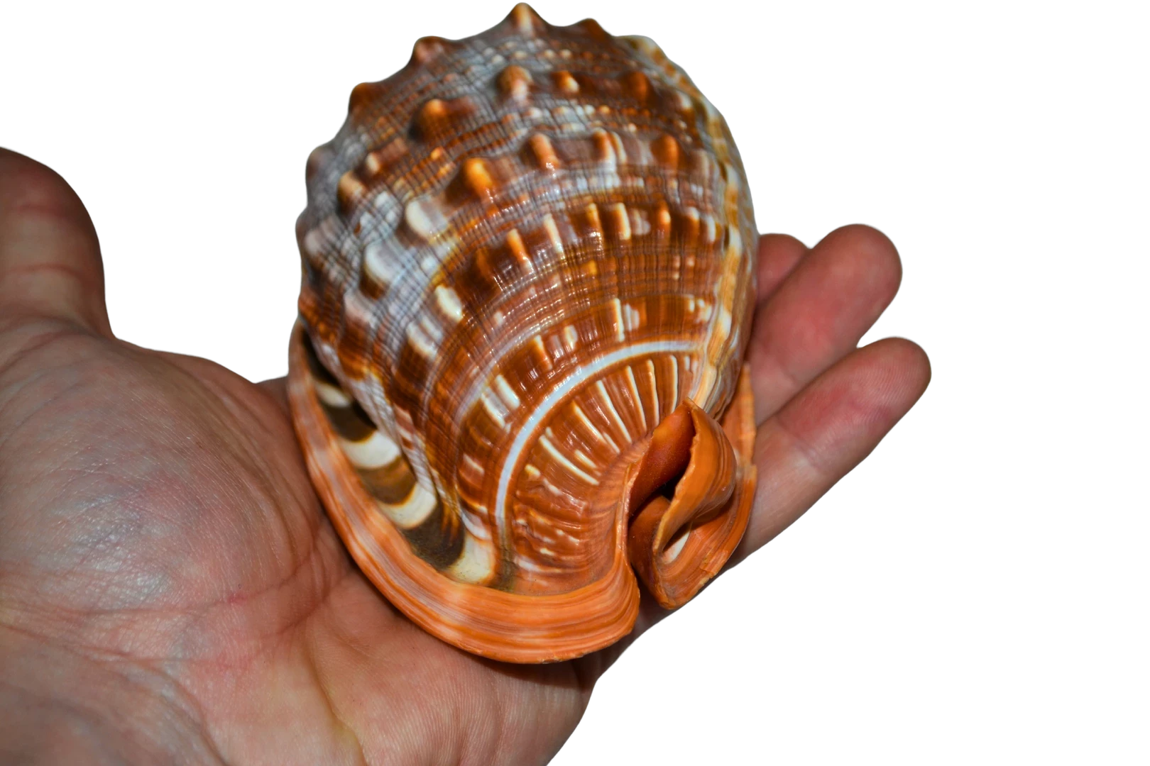 muszla-morska-bardzo-ladna-kolekcja-glowackiego-31-brzesko