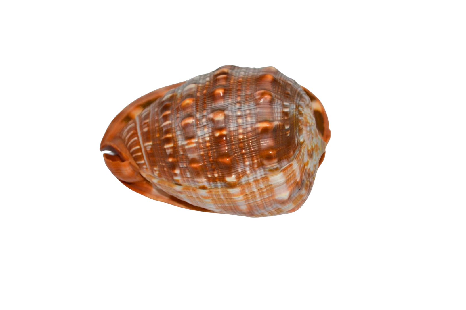 muszla-morska-bardzo-ladna-kolekcja-ean-gtin-5907467611747