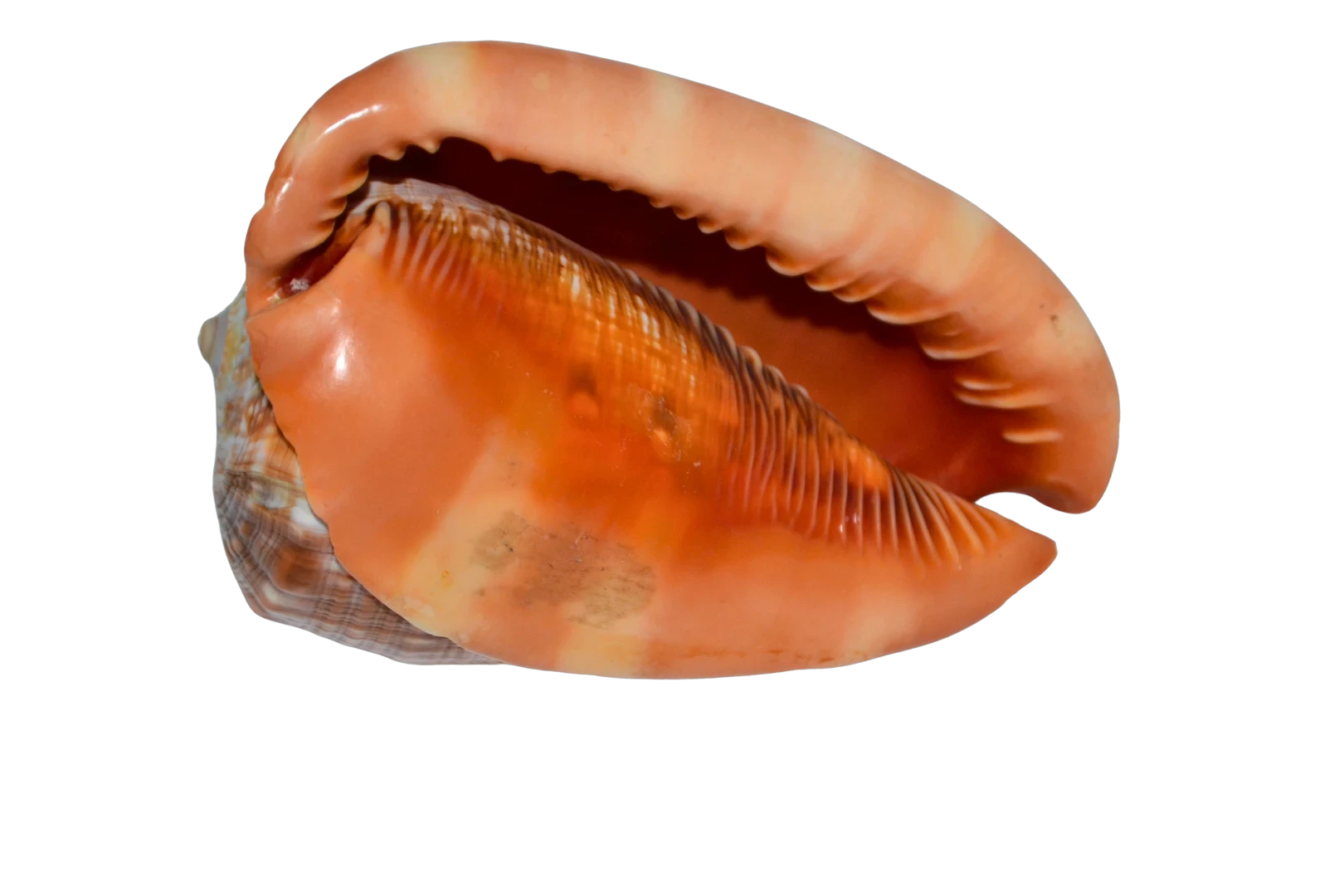 muszla-morska-bardzo-ladna-kolekcja-srednica-100