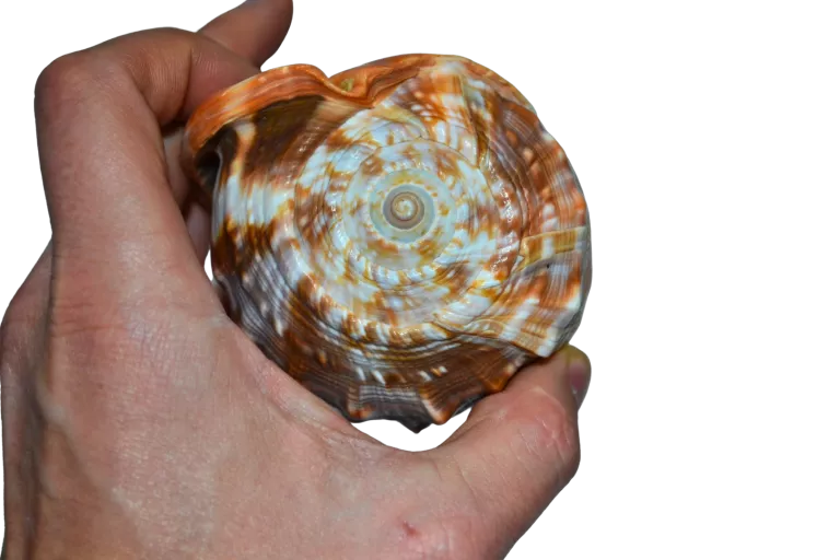 muszla-morska-bardzo-ladna-kolekcja-rodzaj-248594-932489