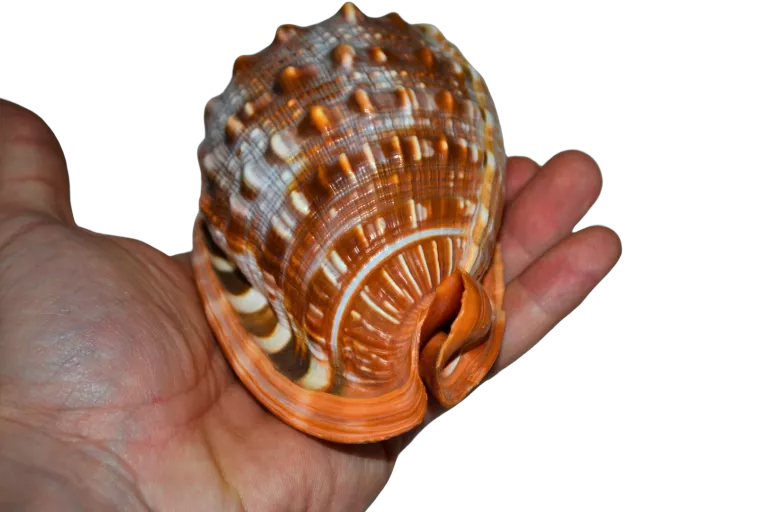 muszla-morska-bardzo-ladna-kolekcja-glowackiego-31-brzesko