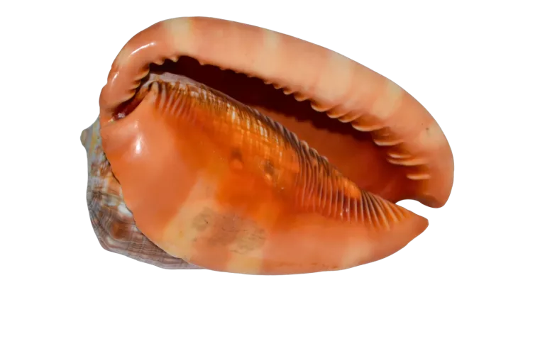 muszla-morska-bardzo-ladna-kolekcja-srednica-100