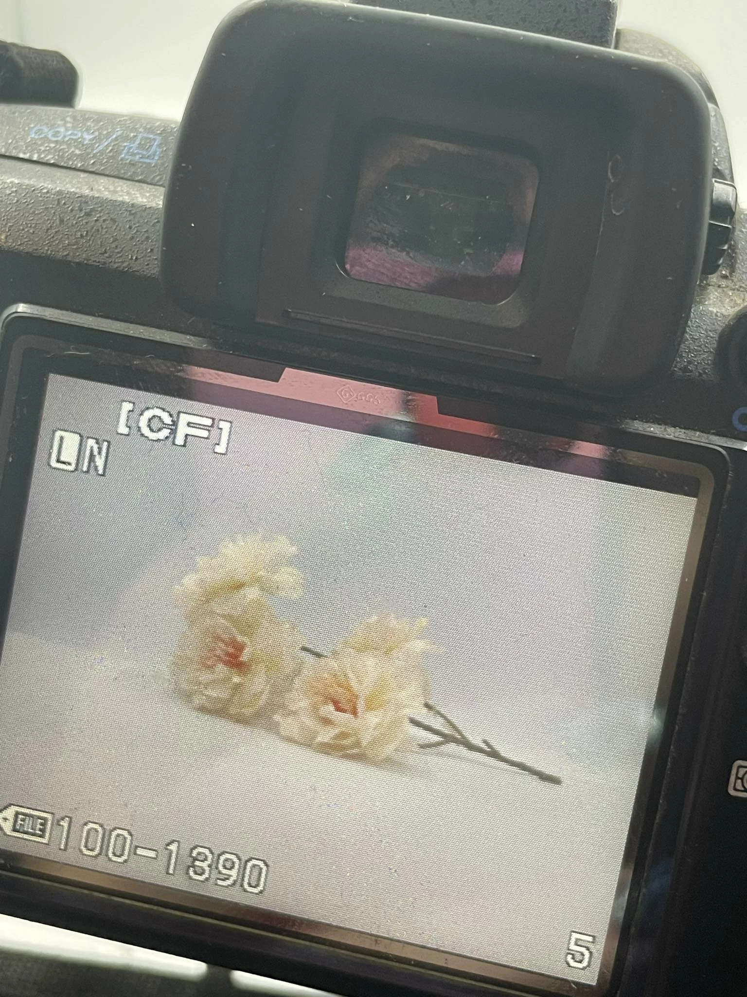 sd