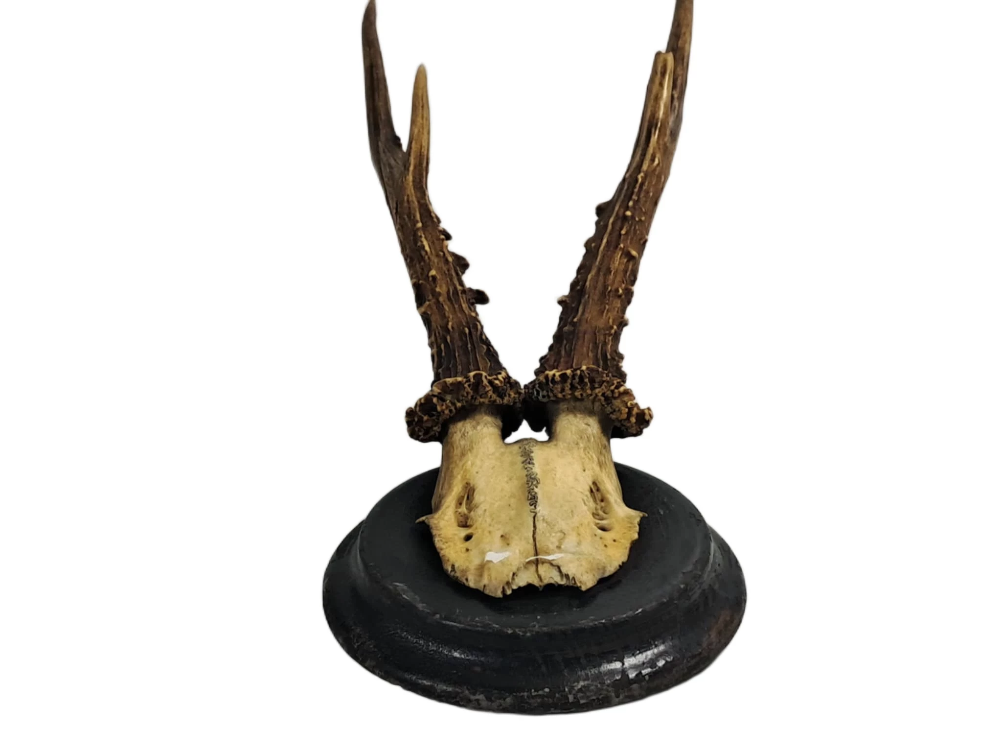 poroze-jelenia-trofeum-ok40cm-rybnicka-3-gliwice-g1