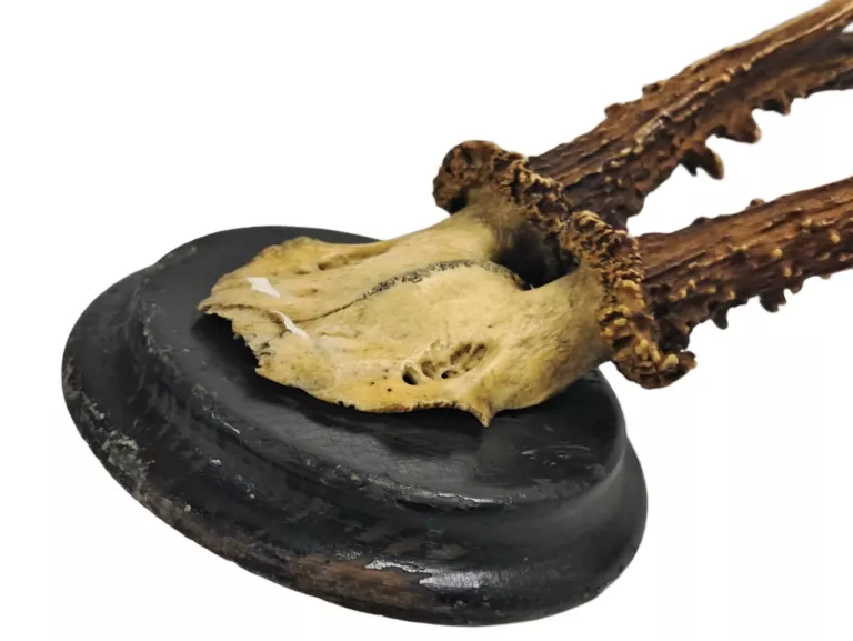 poroze-jelenia-trofeum-ok40cm-rodzaj-238809-415985