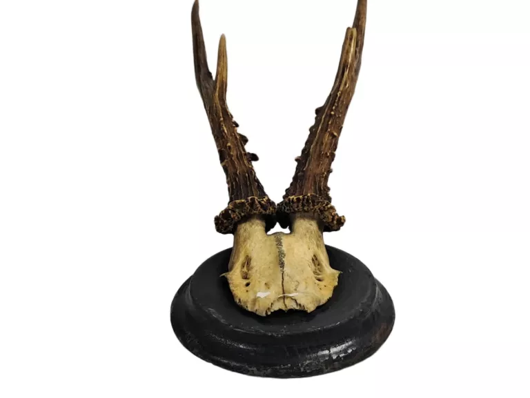poroze-jelenia-trofeum-ok40cm-rybnicka-3-gliwice-g1