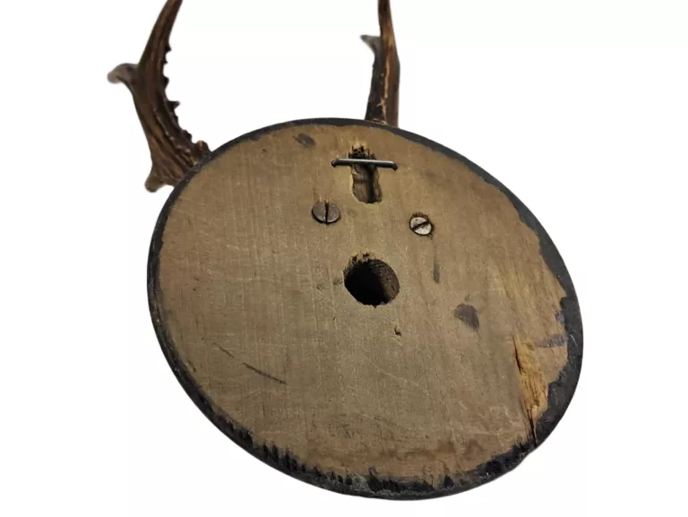 poroze-jelenia-trofeum-ok40cm-stan-11323-2