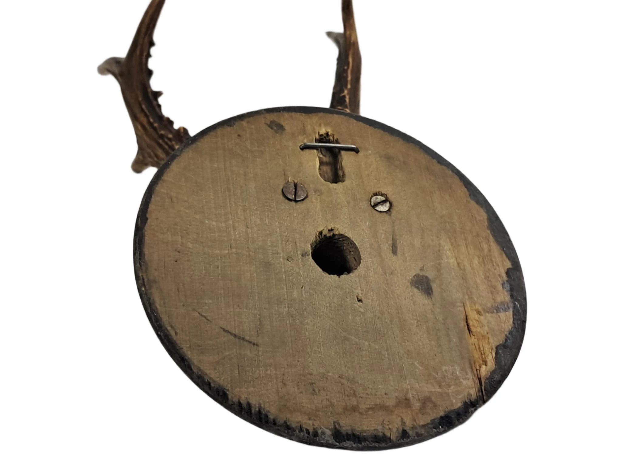 poroze-jelenia-trofeum-ok40cm-stan-11323-2