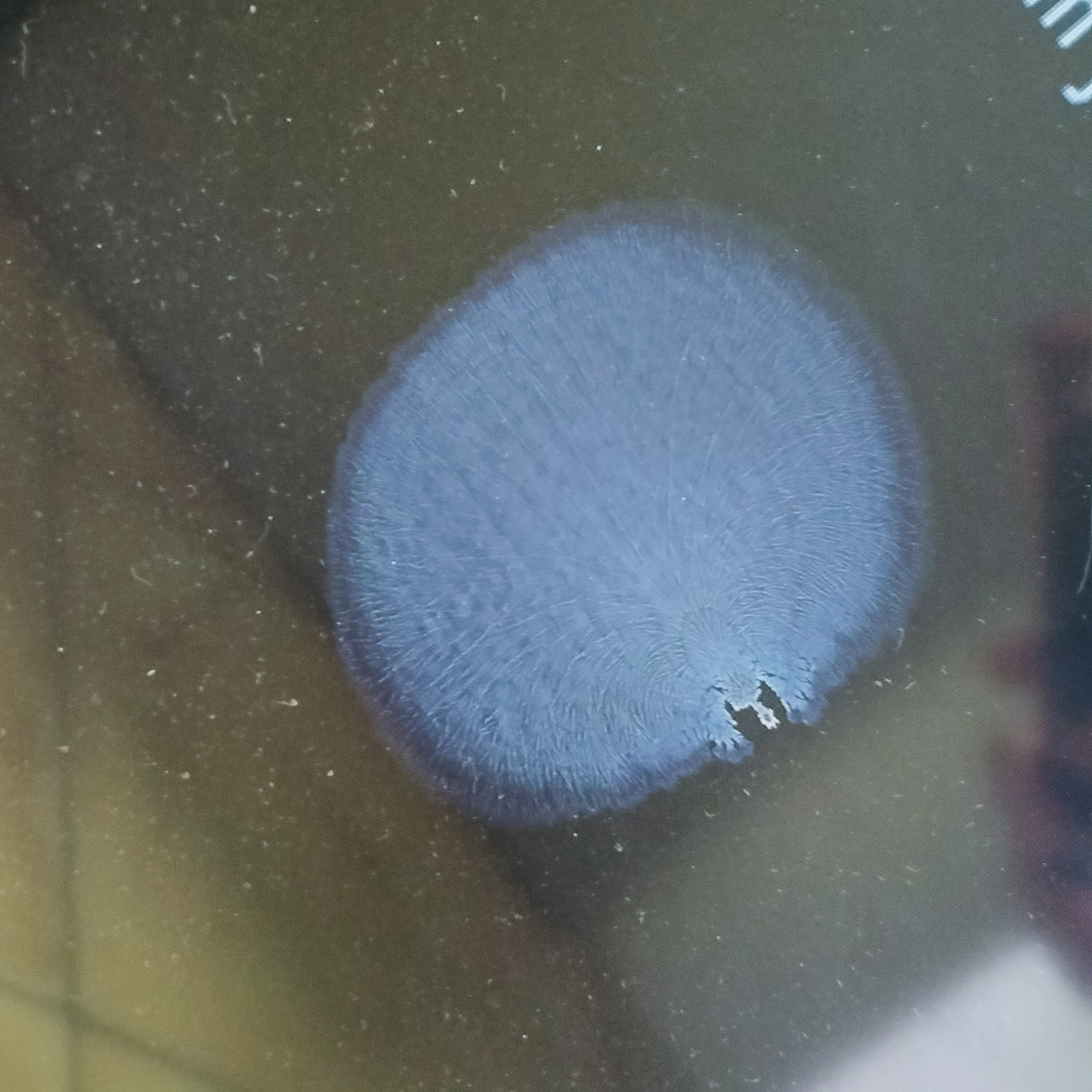 telewizor-sony-kdl-32bx300-przekatna-ekranu-cale-3200