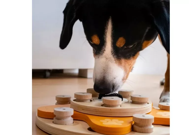 my-intelligent-dogs-interaktywna-zabawka-dla-psa-kwiatek-wyszynskiego-24-tczew