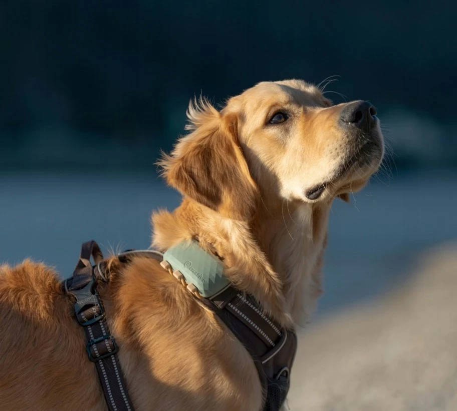 lokalizator-dla-psow-tractive-gps-dog-xl-zielony-gps-dla-psa-ean-gtin-9120056451647