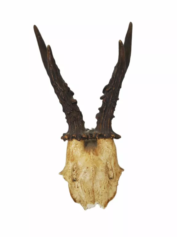 POROŻE JELENIA 24 CM