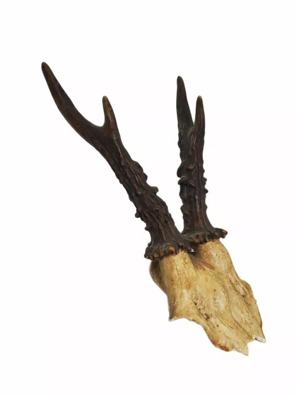 POROŻE JELENIA 24 CM
